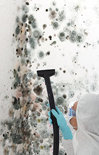 Preventing Mold Damage